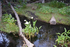 Zantedeschia aethiopica