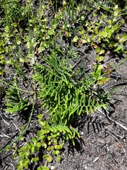 Gleichenia dicarpa