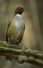 Turdus albicollis