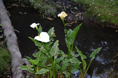 Zantedeschia aethiopica