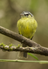 Pogonotriccus eximius