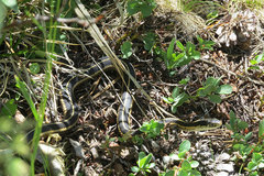 Thamnophis elegans elegans