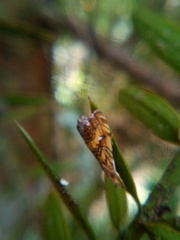 Glaucocharis chrysochyta