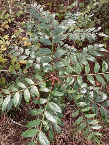 Rhus copallina image