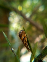 Glaucocharis chrysochyta