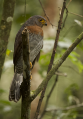 Micrastur ruficollis