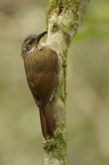 Dendrocolaptes platyrostris