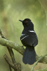 Pyriglena leucoptera