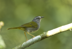 Myiothlypis leucoblephara