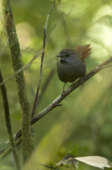 Synallaxis cinerascens