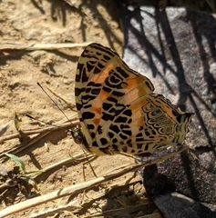 Symbrenthia hypselis