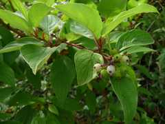 Cornus sericea sericea