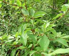 Cornus sericea sericea