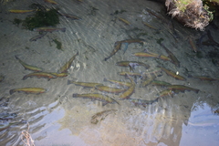 Oncorhynchus mykiss