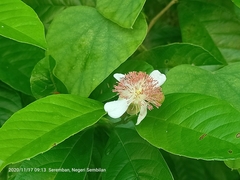 Tetracera indica