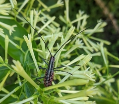 Macrochenus isabellinus