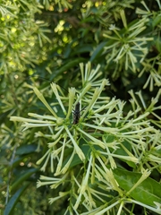 Macrochenus isabellinus