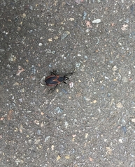 Dindymus circumcinctus