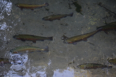 Oncorhynchus mykiss