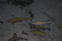 Oncorhynchus mykiss