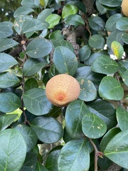 Ficus aurantiaca parvifolia