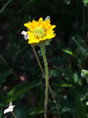 Lasianthaea podocephala