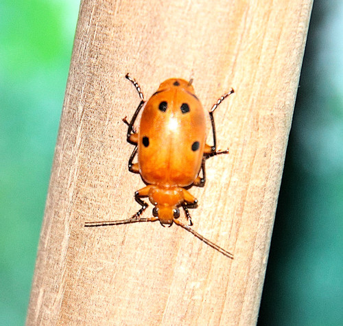 Lebia quadrinotata