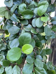 Ficus aurantiaca parvifolia