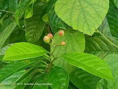 Tetracera indica