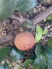 Ficus aurantiaca parvifolia