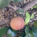 Ficus aurantiaca parvifolia - Photo (c) iwencheng,  זכויות יוצרים חלקיות (CC BY-NC)