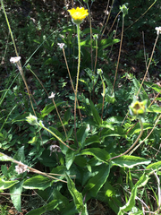 Lasianthaea podocephala