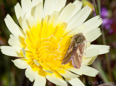 Heliolonche joaquinensis