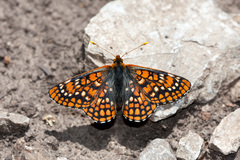 Euphydryas anicia cloudcrofti