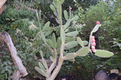 Opuntia