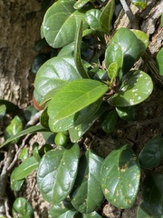 Ficus aurantiaca parvifolia