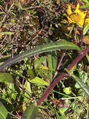 Helianthus simulans