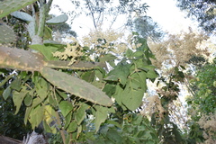 Opuntia
