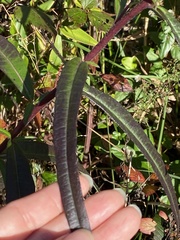 Helianthus simulans