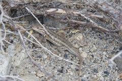 Sceloporus graciosus graciosus