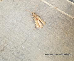 Rhytidodera simulans