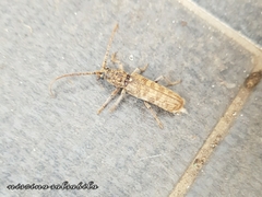 Rhytidodera simulans