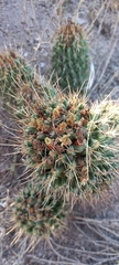 Coryphantha octacantha