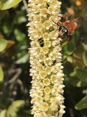 Sphex latreillei