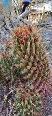 Coryphantha octacantha