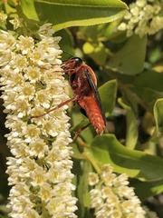 Sphex latreillei
