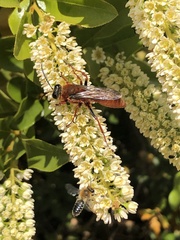 Sphex latreillei