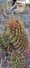 Coryphantha octacantha
