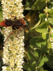Sphex latreillei