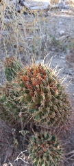 Coryphantha octacantha